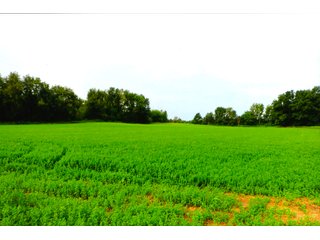 Property photo 8 - LAND AUCTION - 314+/- ACRES OFFERED IN 4 TRACTS IN WHITE COUNTY, INDIANA